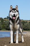 SIBERIAN HUSKY 678